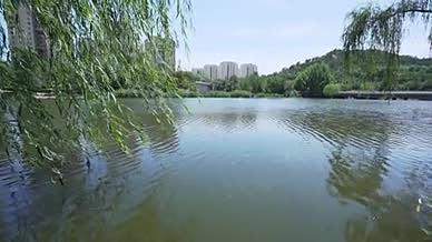 湖水湖面柳树清风拂杨柳蓝天视频的预览图